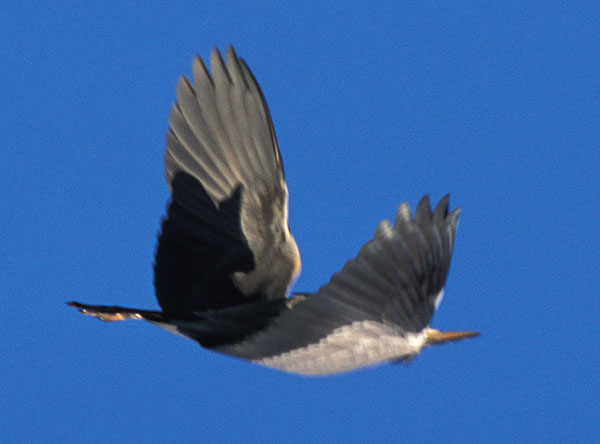 Heron in flight