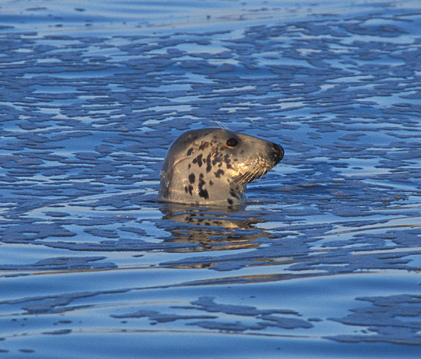 Vaul Bay Seal